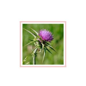 milk Thistle